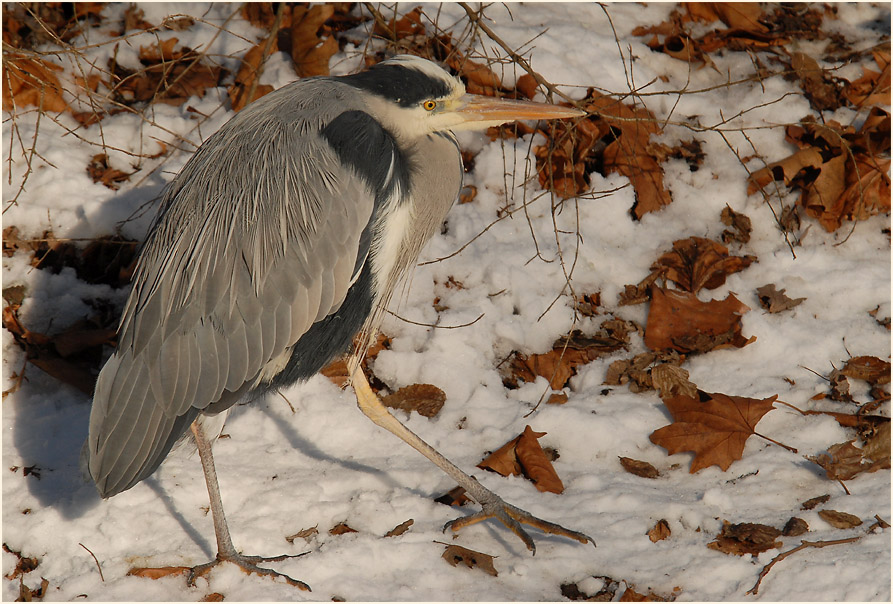 Graureiher, Südpark Düsseldorf