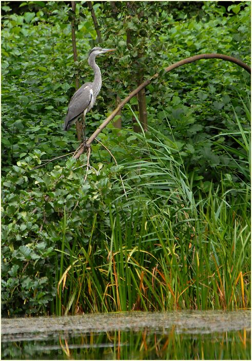 Graureiher im Südpark Düsseldorf