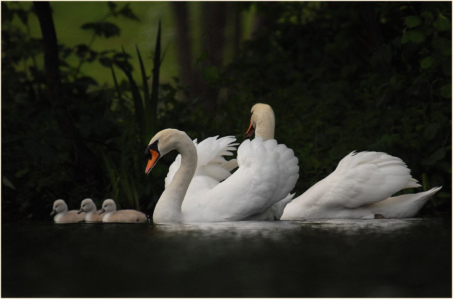 Höckerschwäne, Südpark Düsseldorf