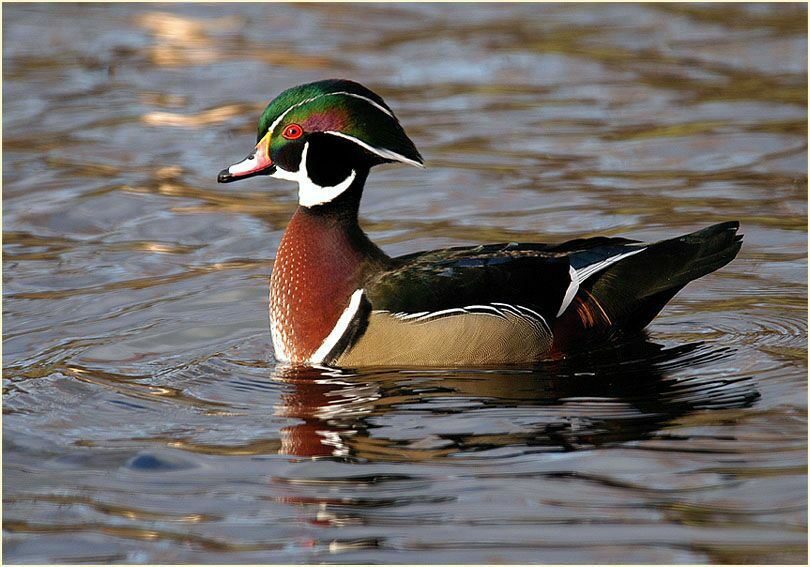 Brautente, Südpark Düsseldorf