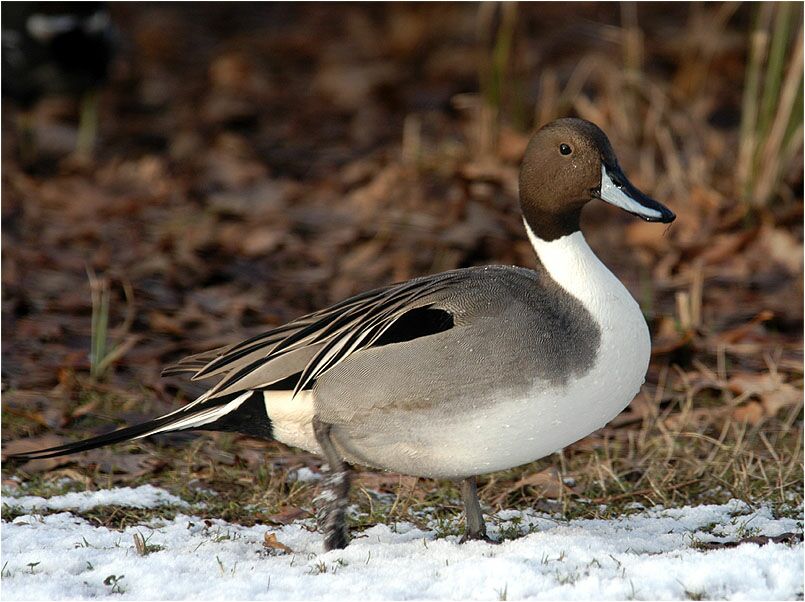 Spießente, Südpark Düsseldorf