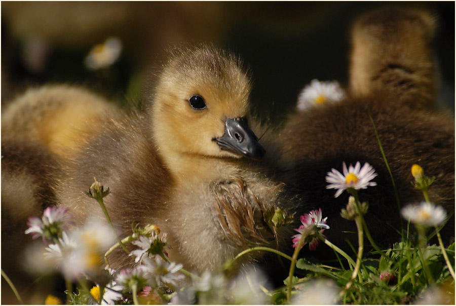 Kanandagansküken, Südpark Düsseldorf