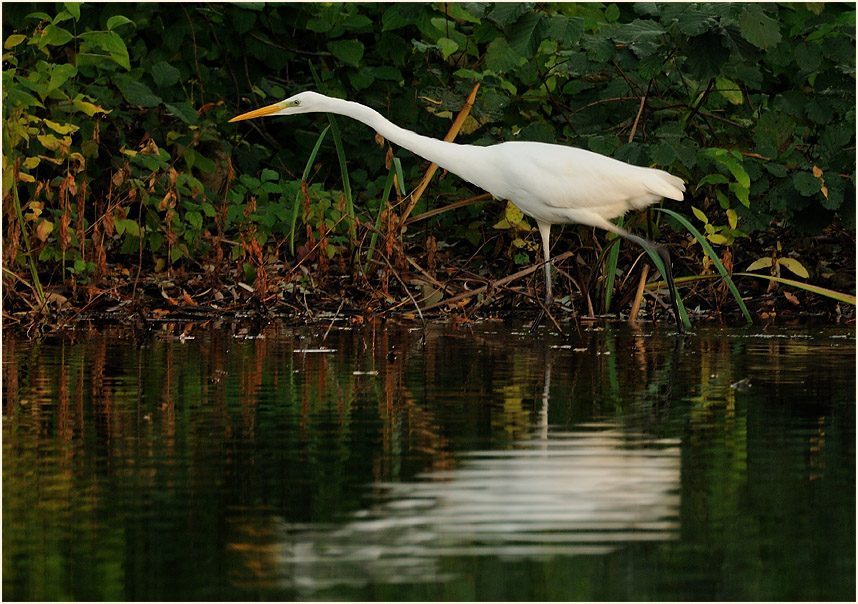 Silberreiher, Südpark Düsseldorf