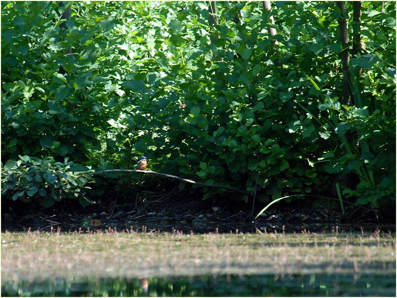 Eisvogel im Südpark Düsseldorf