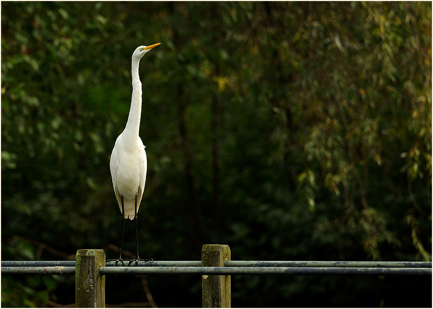 Silberreiher, Südpark Düsseldorf