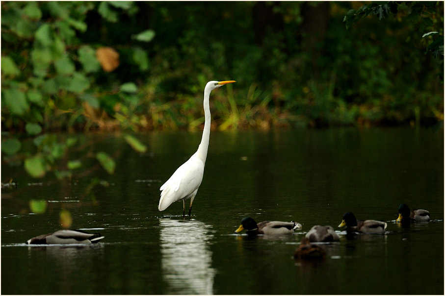 Silberreiher, Südpark Düsseldorf