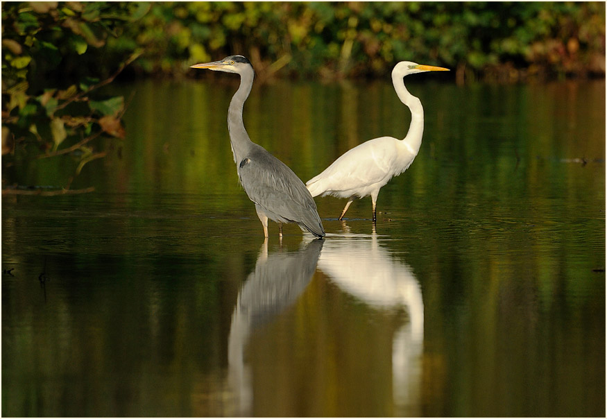Grau- und Silberreiher, Südpark Düsseldorf