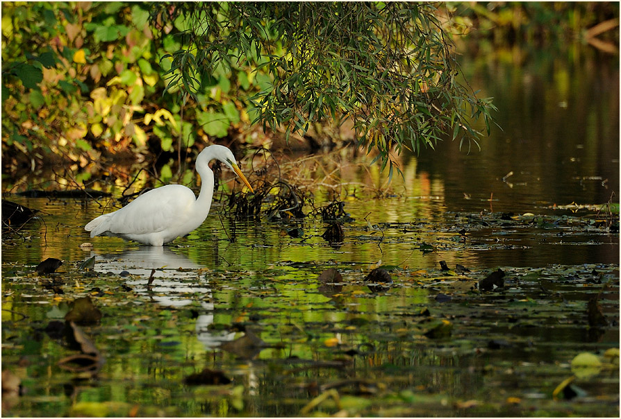 Silberreiher, Südpark Düsseldorf