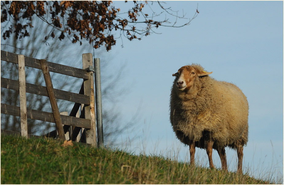 Schaf, Südpark Düsseldorf