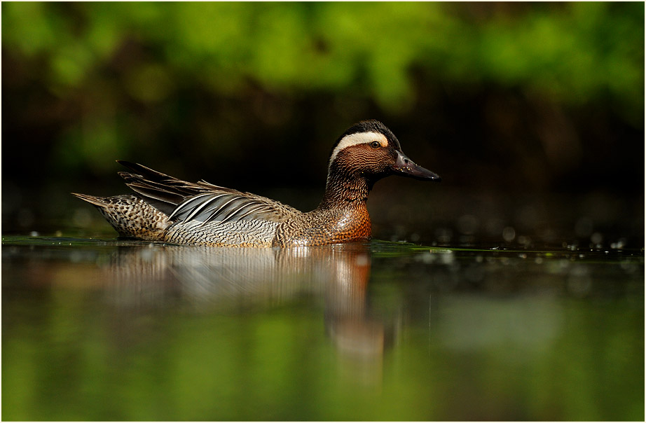 Knäkente, Südpark Düsseldorf