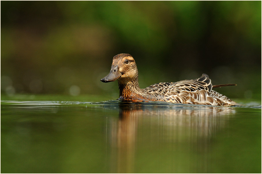 Knäkente, Südpark Düsseldorf