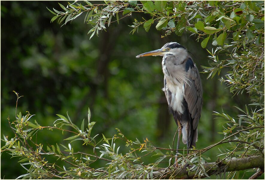 Graureiher im Südpark Düsseldorf