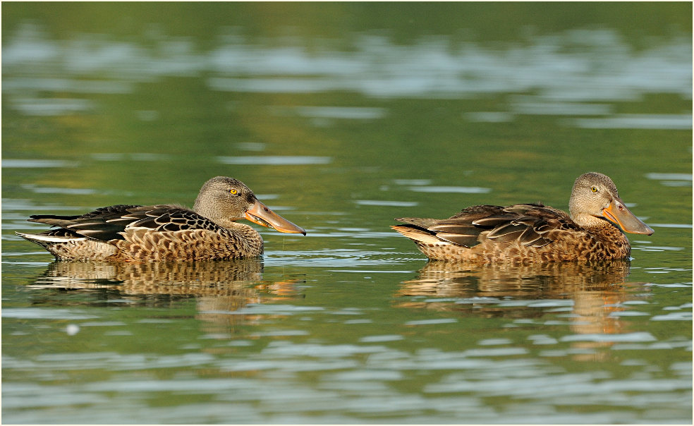 Löffelente, Südpark Düsseldorf