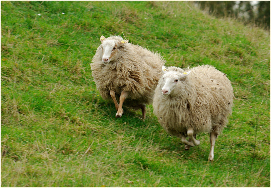 Schafe, Südpark Düsseldorf