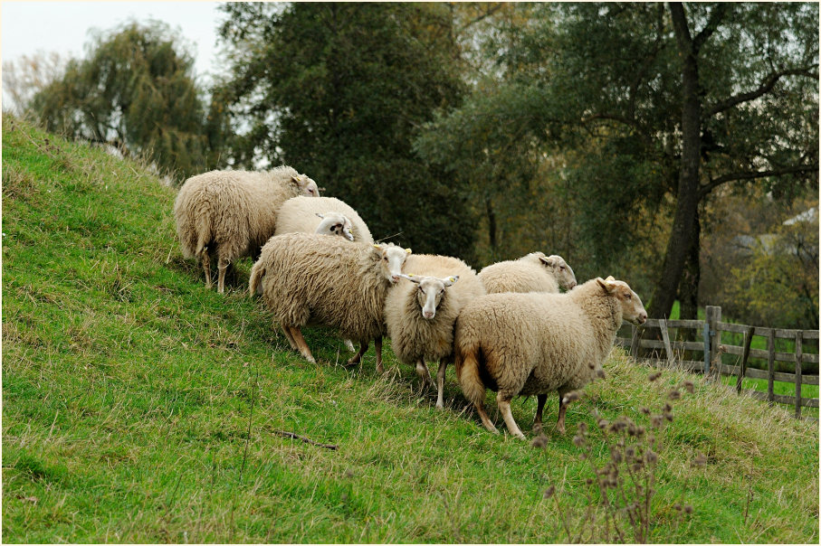 Schafe, Südpark Düsseldorf