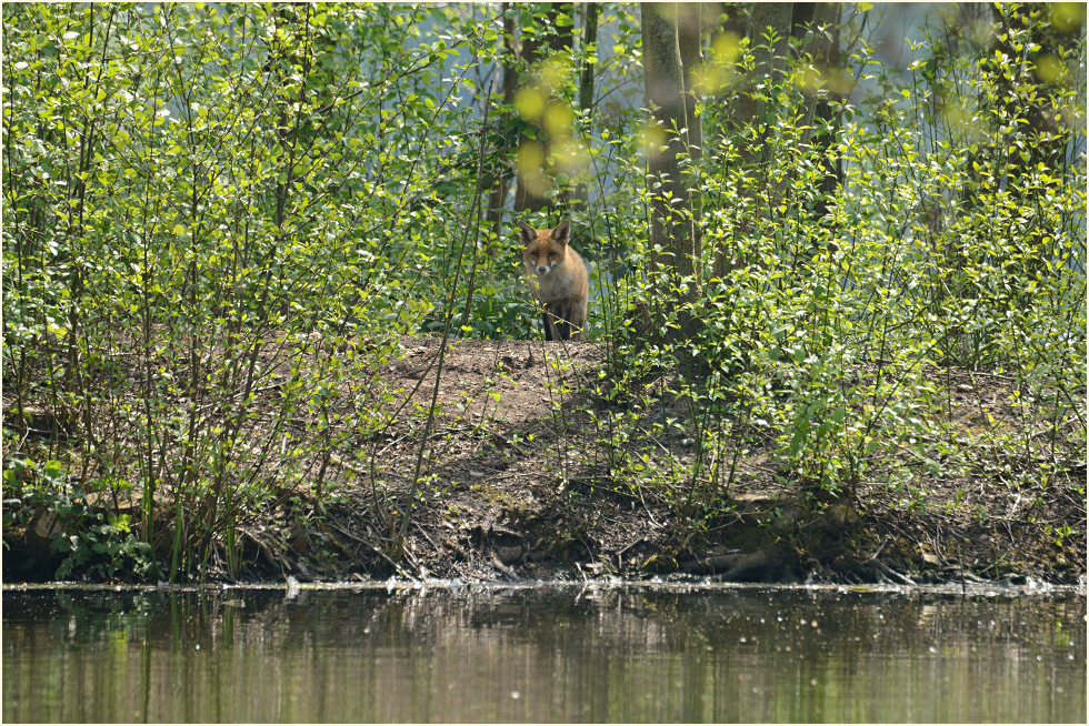 Fuchs, Südpark Düsseldorf