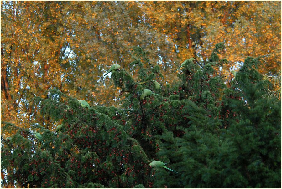 Halsbandsittiche im Südpark Düsseldorf