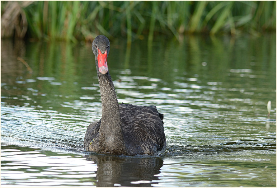 Trauerschwan, Südpark Düsseldorf