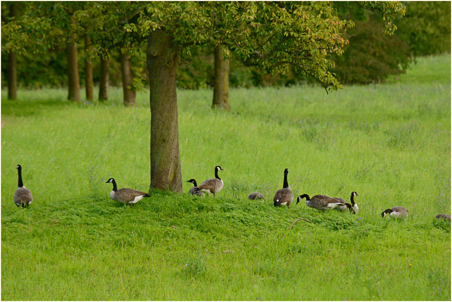 Kanadagänse, Südpark Düsseldorf