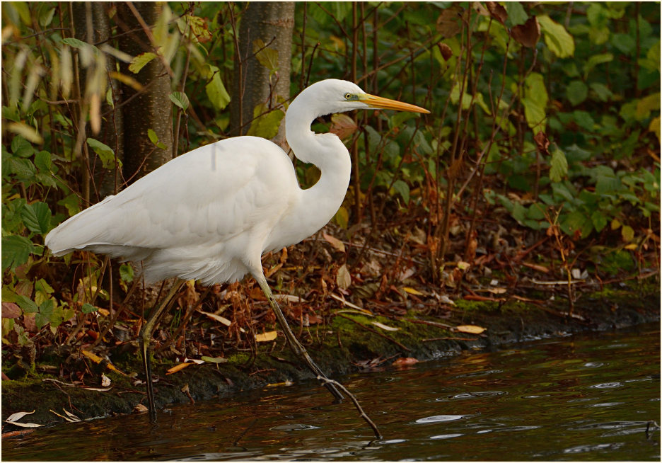 Silberreiher, Südpark Düsseldorf