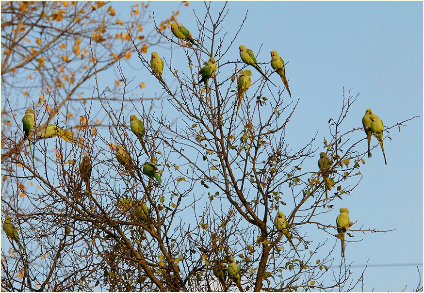 Halsbandsittiche im Südpark Düsseldorf