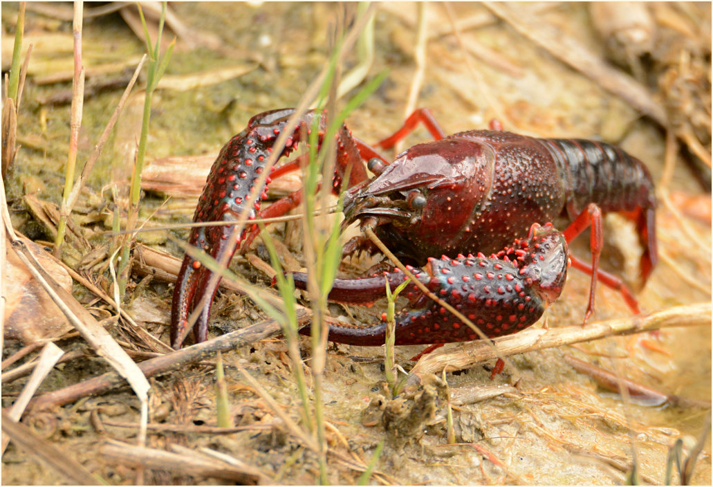 Amerikanischer Sumpfkrebs