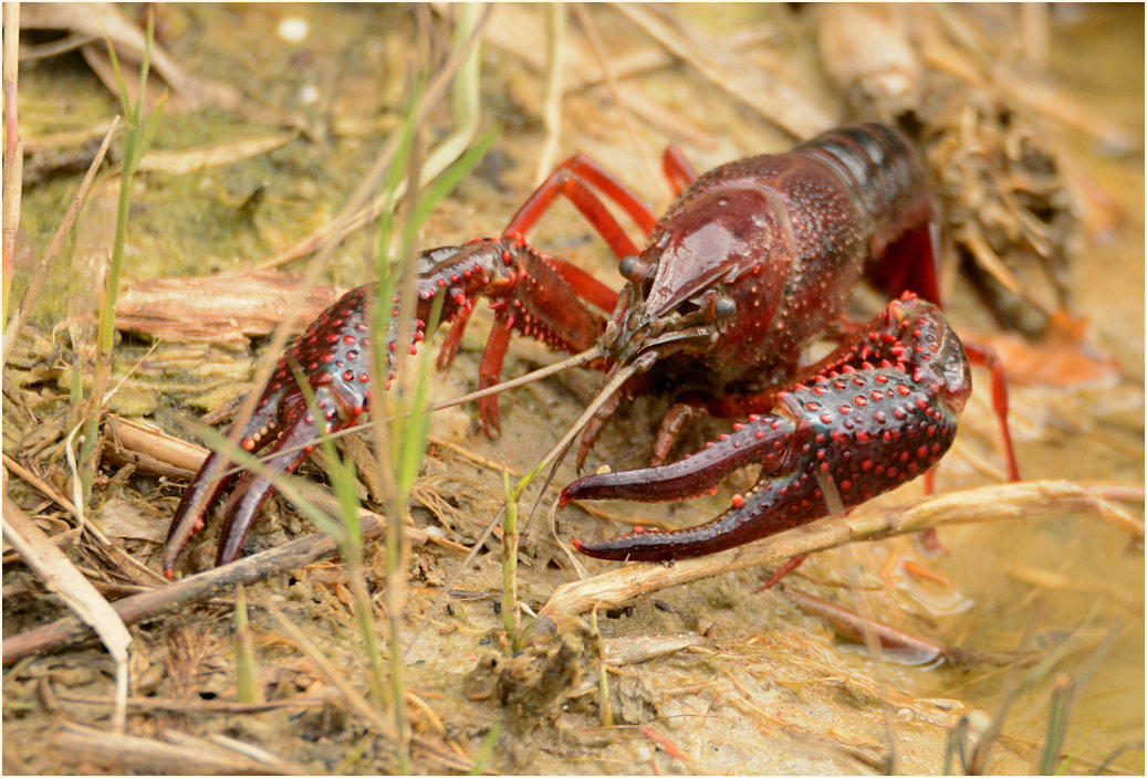 Amerikanischer Sumpfkrebs