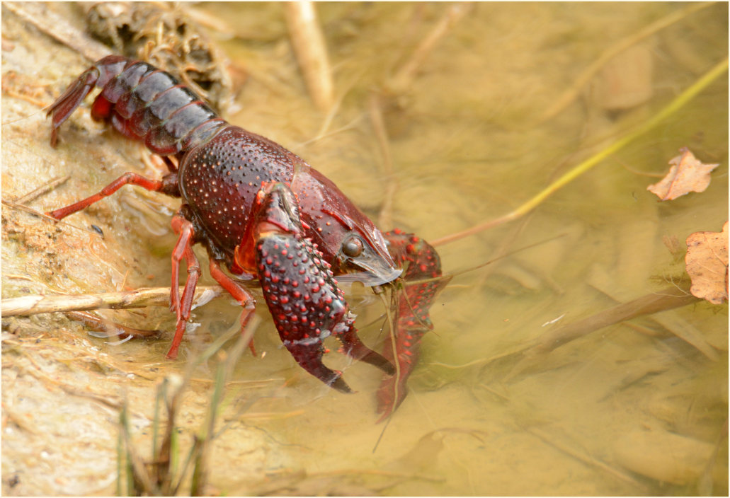 Amerikanischer Sumpfkrebs