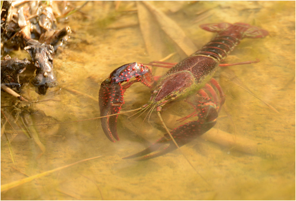 Amerikanischer Sumpfkrebs