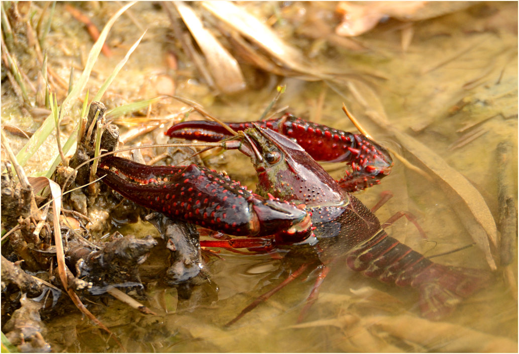 Amerikanischer Sumpfkrebs