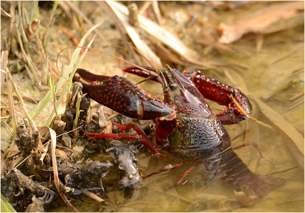 Amerikanischer Sumpfkrebs