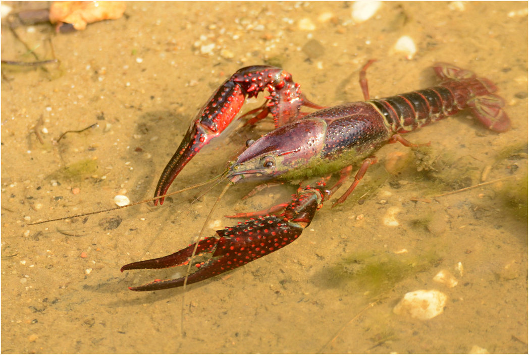 Amerikanischer Sumpfkrebs