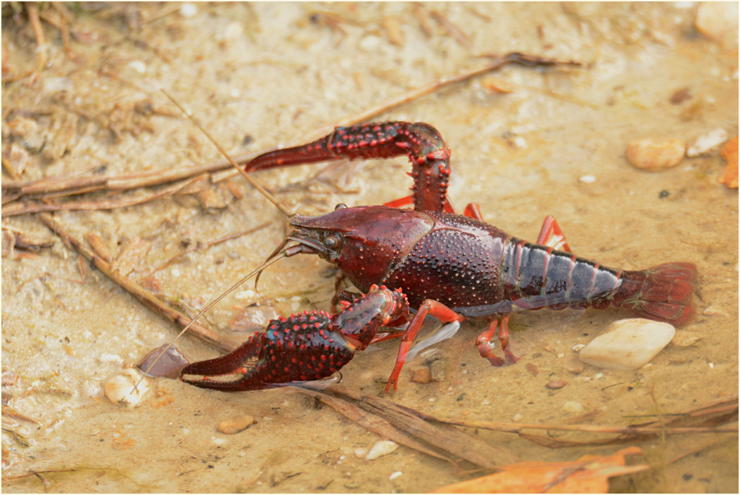 Amerikanischer Sumpfkrebs