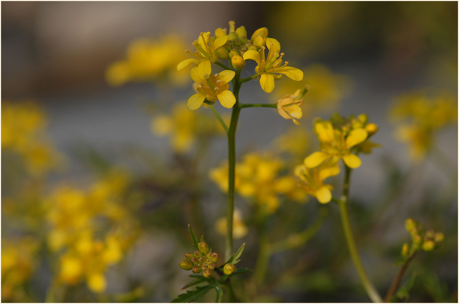 Sumpfkresse (Rorippa sylvestris)