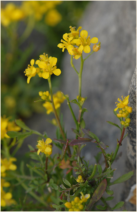 Sumpfkresse (Rorippa sylvestris)