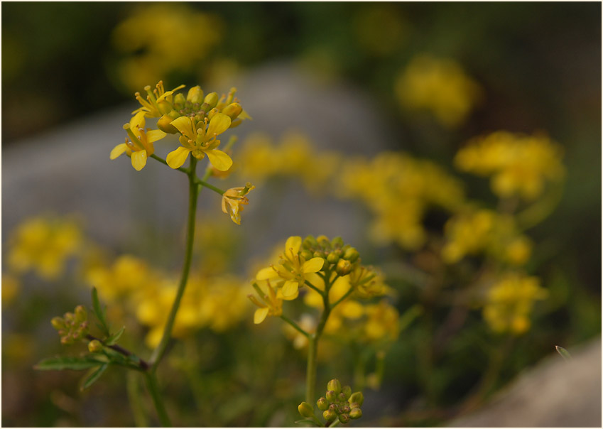 Sumpfkresse (Rorippa sylvestris)