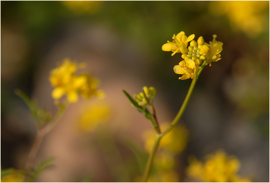 Sumpfkresse (Rorippa sylvestris)