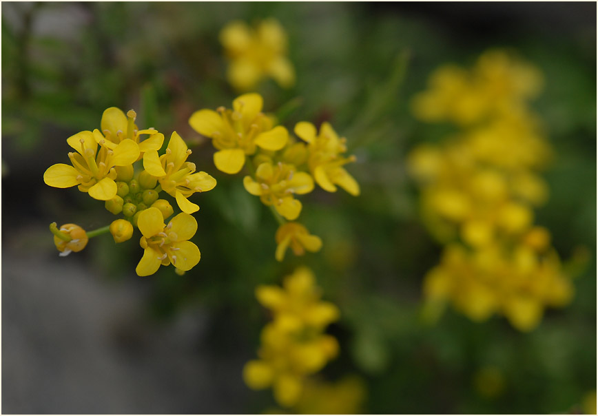 Sumpfkresse (Rorippa sylvestris)