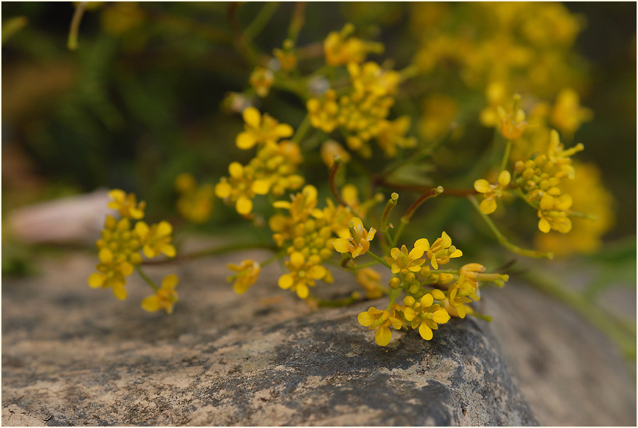 Sumpfkresse (Rorippa sylvestris)