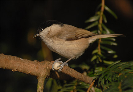 vergr&ouml;&szlig;ern