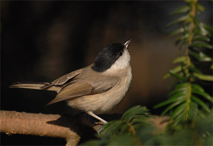 vergr&ouml;&szlig;ern