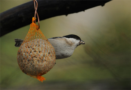 vergr&ouml;&szlig;ern