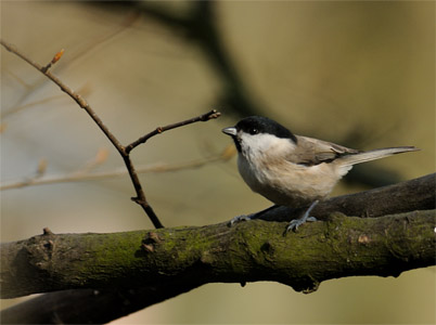 vergr&ouml;&szlig;ern