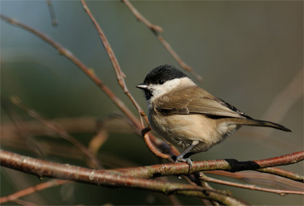 vergr&ouml;&szlig;ern