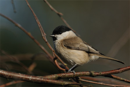 vergr&ouml;&szlig;ern