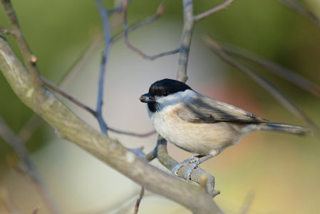 vergr&ouml;&szlig;ern