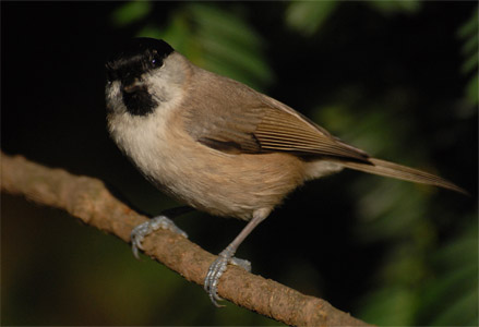 vergr&ouml;&szlig;ern