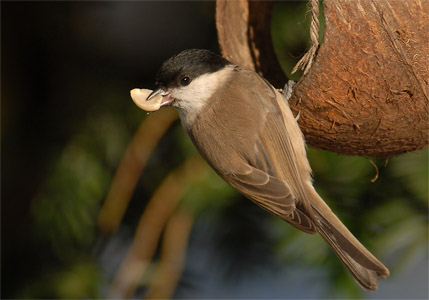 vergr&ouml;&szlig;ern