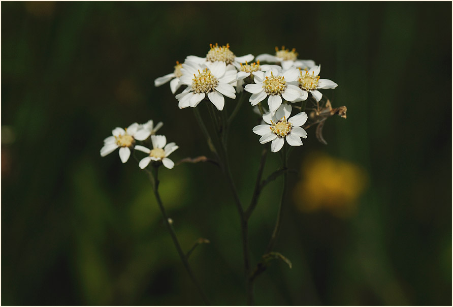 Sumpf-Schafgarbe (Achillea ptarmica)