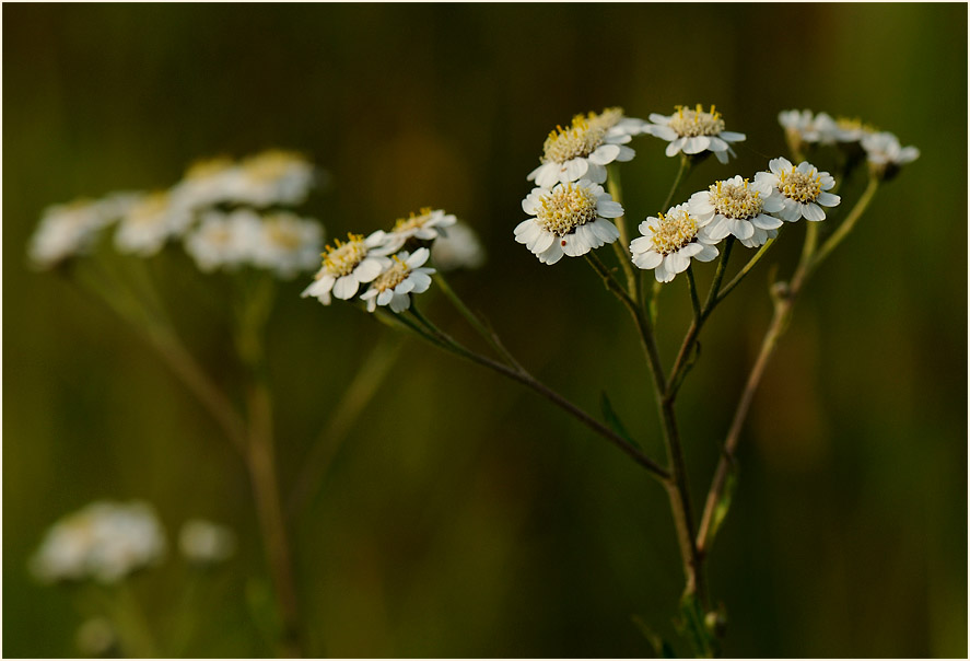 Sumpf-Schafgarbe (Achillea ptarmica)